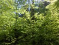 /album/priroda/dscn2011-jpg/
