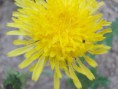 /album/makro-v-prirode/dscn2091-jpg/