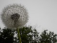 /album/makro-v-prirode/dscn2101-jpg/