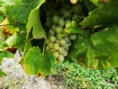 /album/vinice-burliveho-vina/dscf0919-jpg/