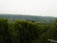 /album/vinice-burliveho-vina/dscf0922-jpg/
