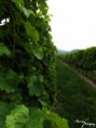 /album/vinice-burliveho-vina/dscf0924-jpg/