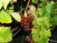 /album/vinice-burliveho-vina/dscf0927-jpg/