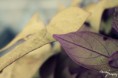 /album/prirodny-detail/img-1059-jpg/