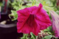 /album/prirodny-detail/img-1074-jpg/