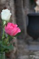 /album/prirodny-detail/img-1091-jpg/