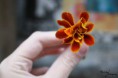 /album/prirodny-detail/img-1106-jpg/