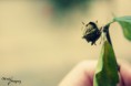 /album/prirodny-detail/img-1111-jpg/